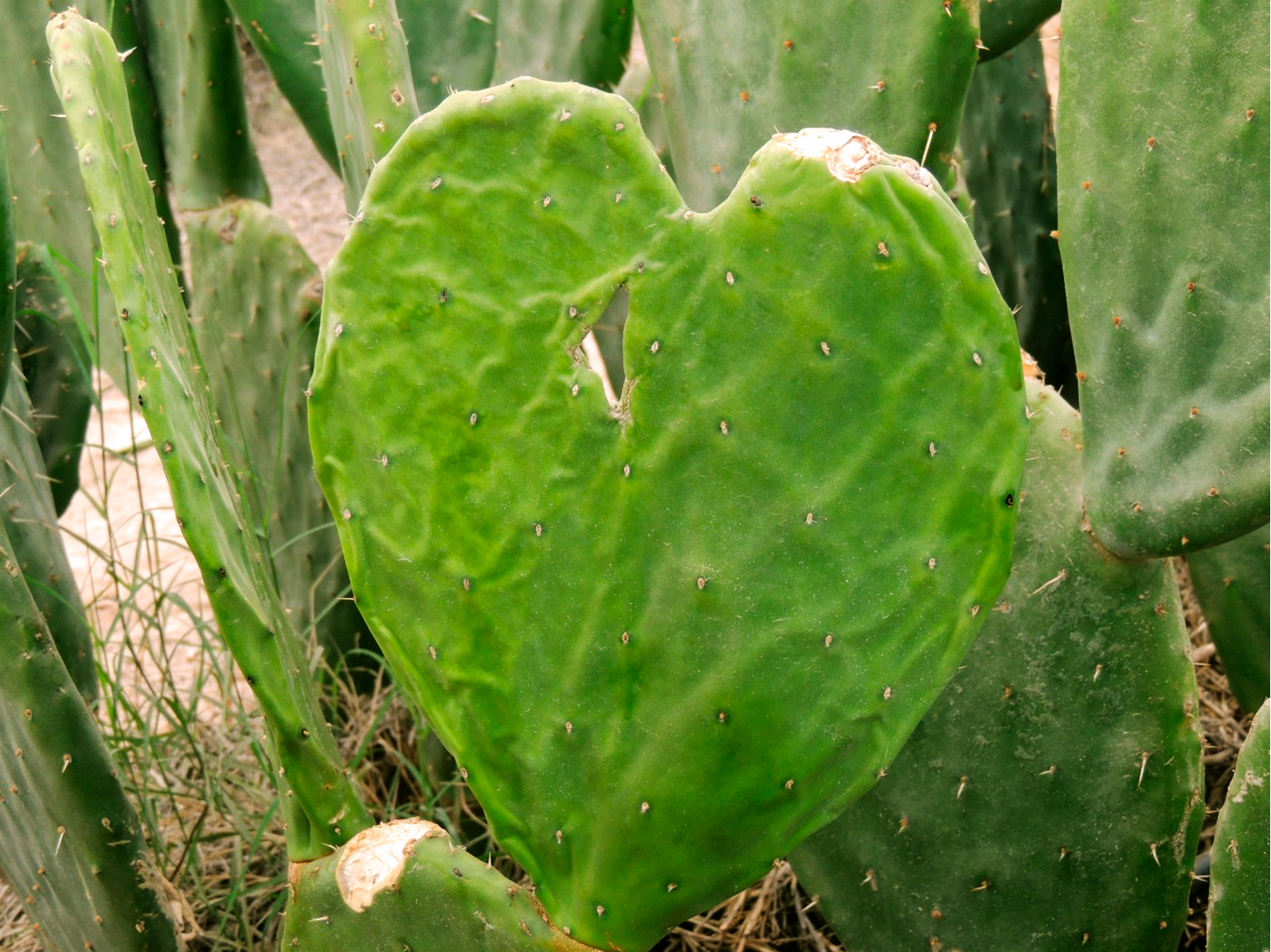 Nopal Tesoro Verde en Tamaulipas