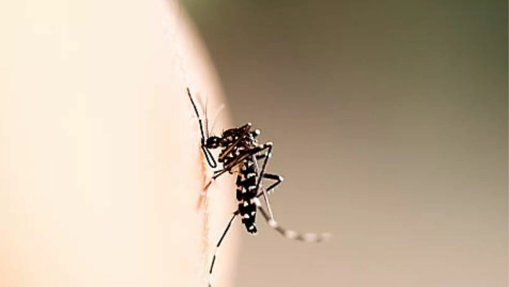 Mosquito del Dengue