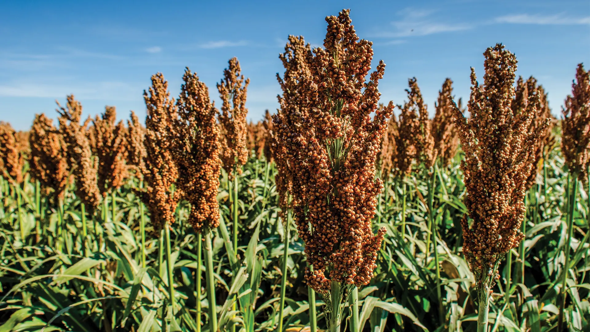 Sorgo