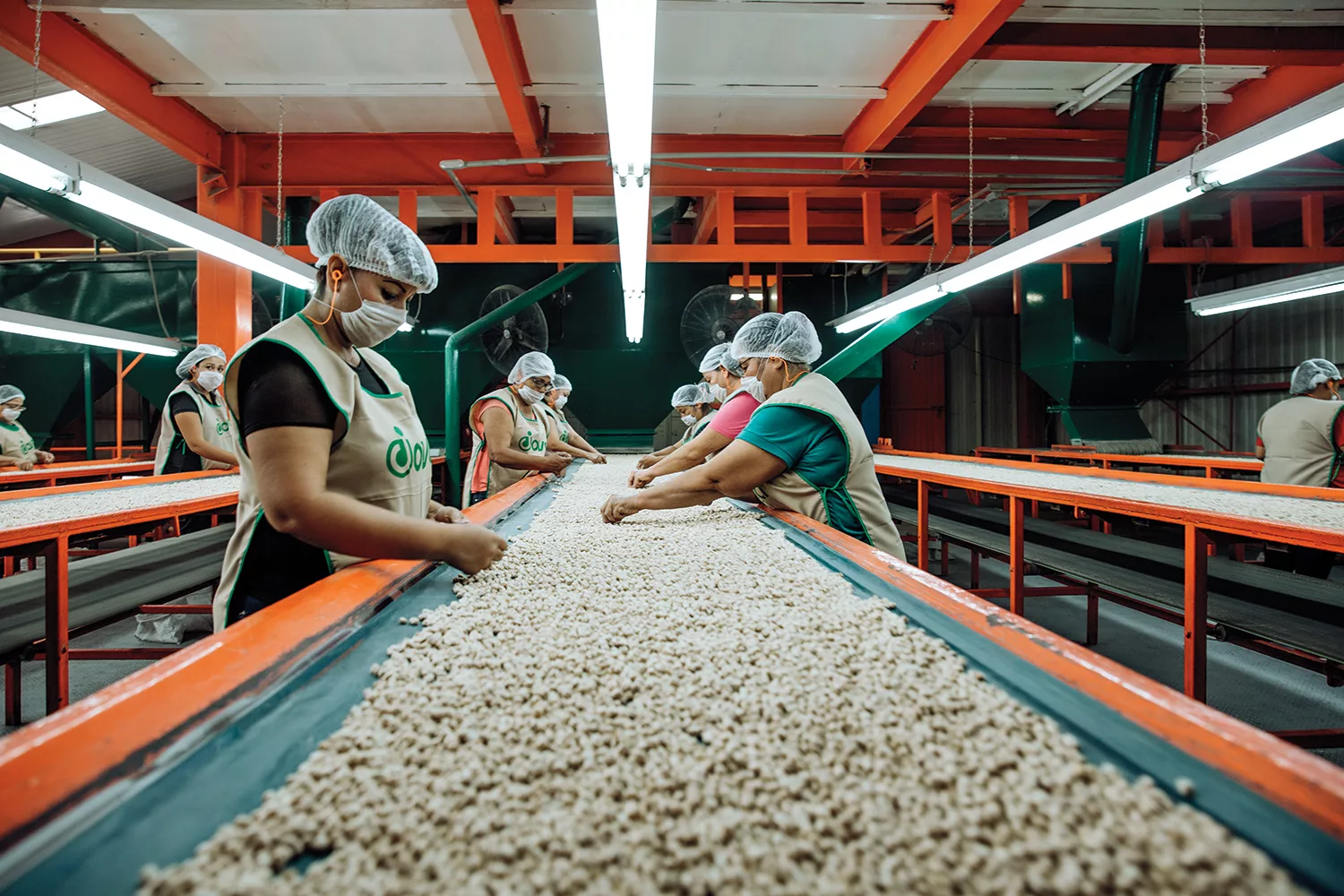 Garbanzo mexicano resistente a sequía y enfermedades