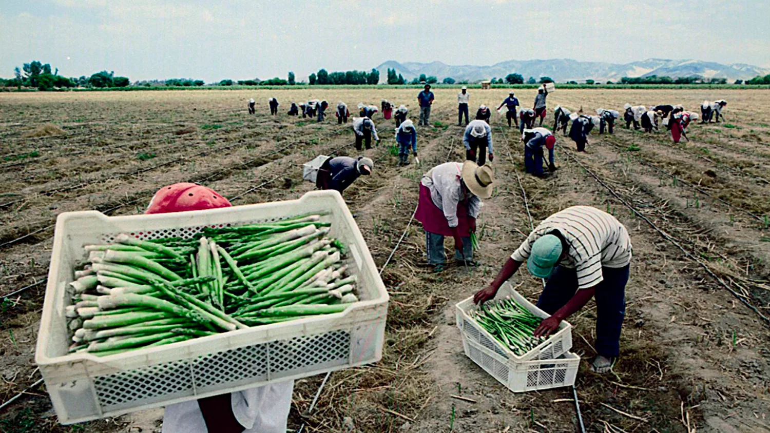 Pérdidas agropecuarias en Tamaulipas