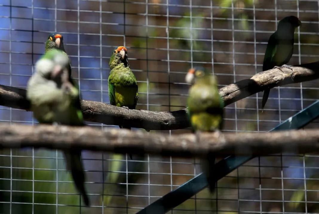 Parques en Tamaulipas Apoyan a Fauna Afectada por Calor Extremo