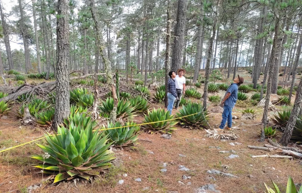 La UAT busca preservar la genética de especies de maguey