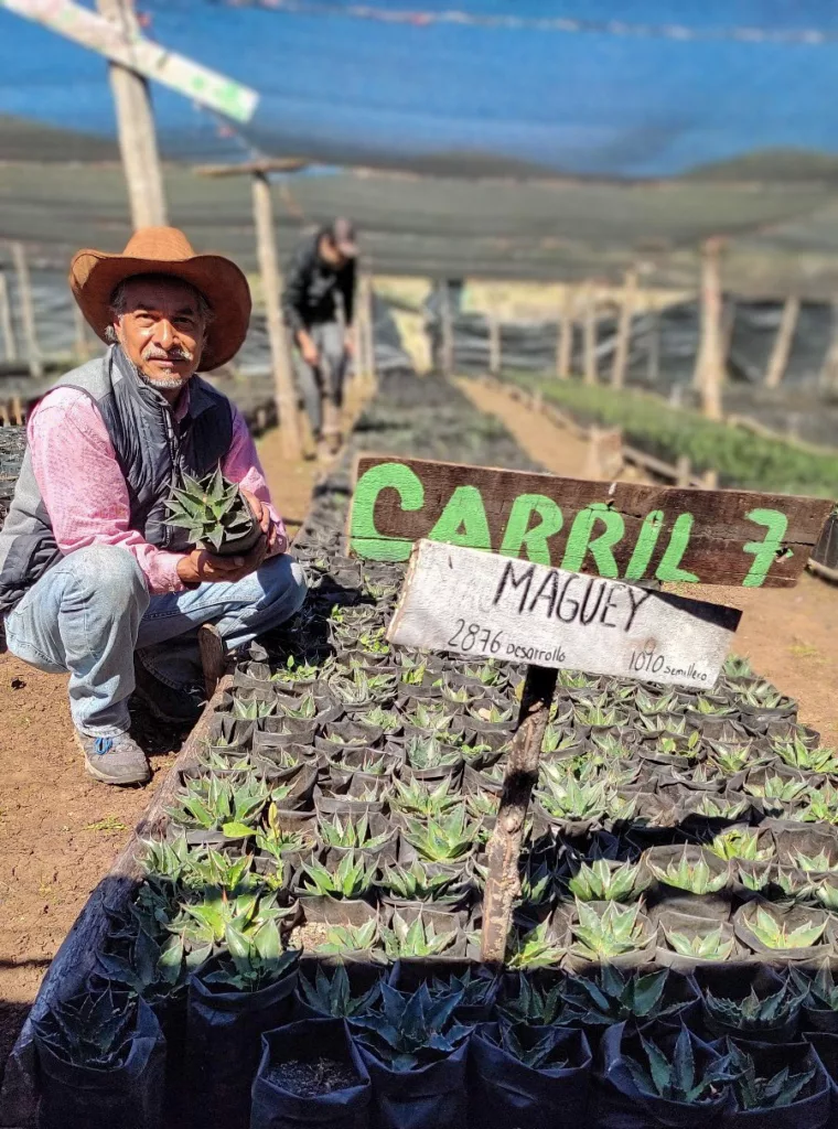 La UAT busca preservar la genética de especies de maguey