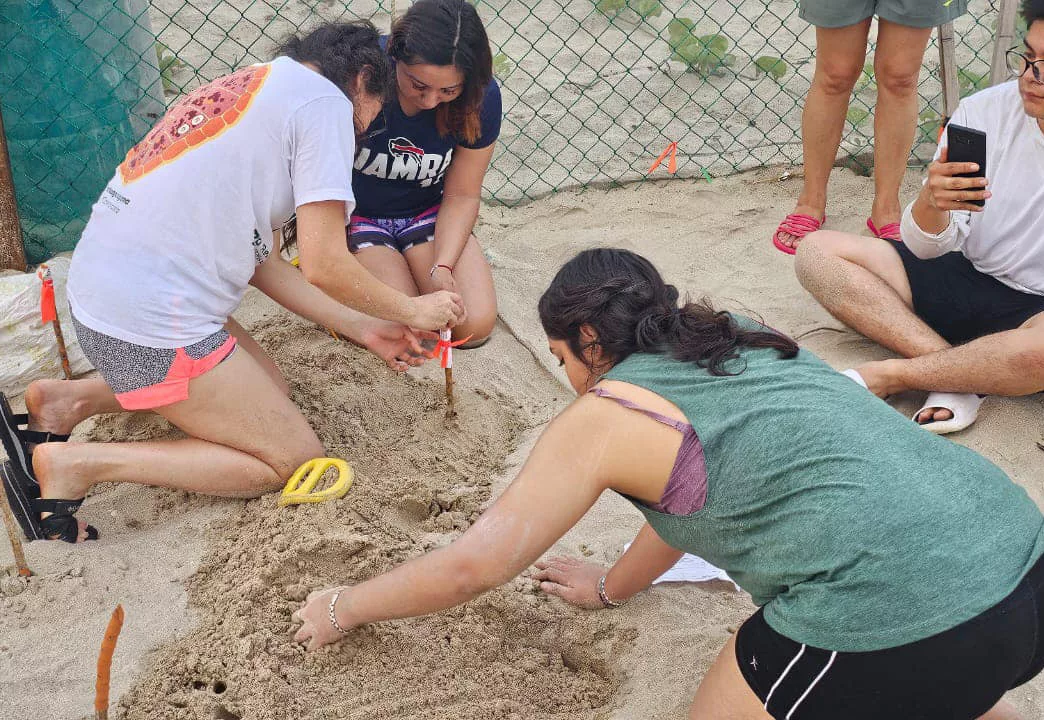 Colabora la UAT en la conservación de la tortuga lora