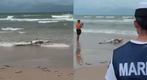 Avistamiento de Cocodrilo en Playa Miramar Alerta a Bañistas y Autoridades