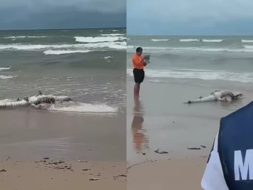 Avistamiento de Cocodrilo en Playa Miramar Alerta a Bañistas y Autoridades