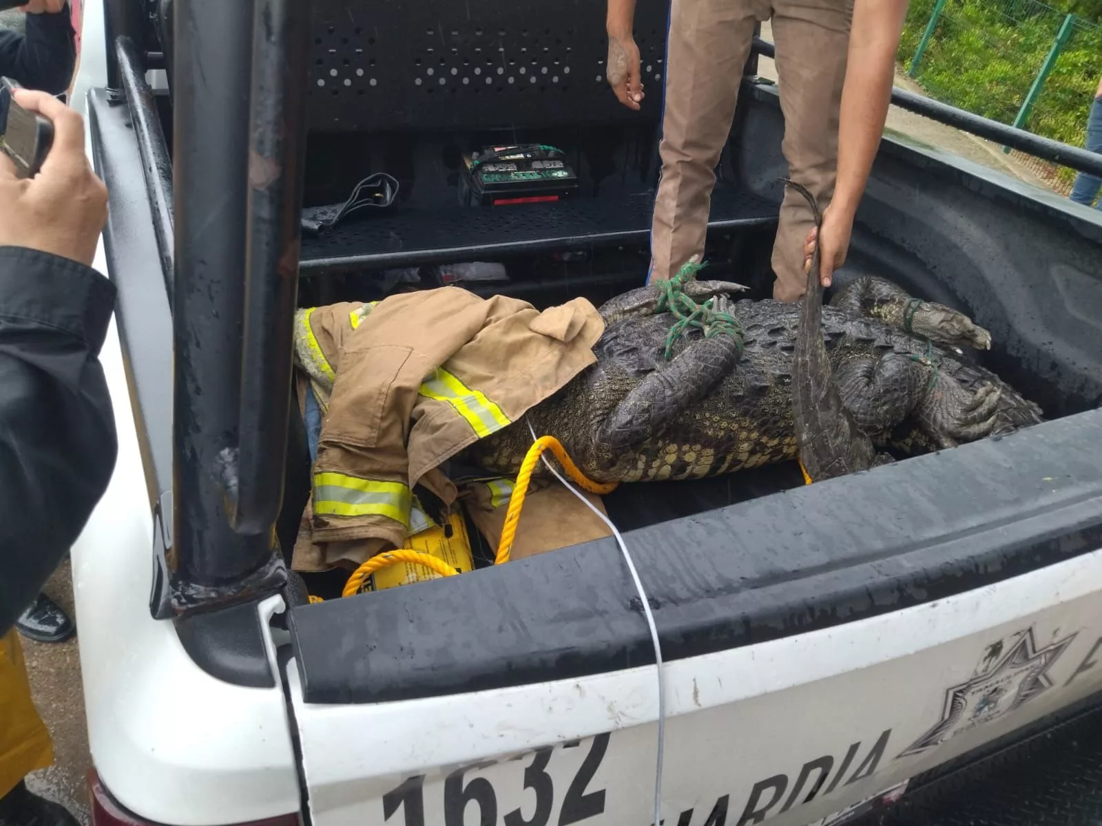 Capturan más de 40 Cocodrilos en Tampico y Ciudad Madero