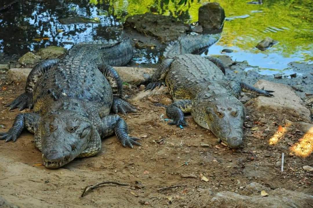 Coordina SEDUMA Medidas para Controlar Sobrepoblación de Cocodrilos