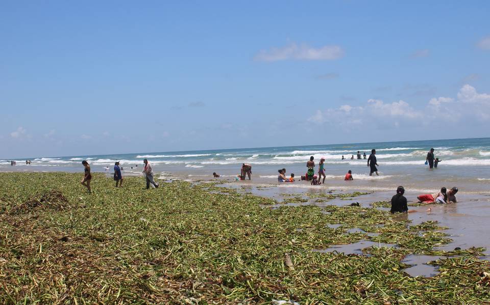 Lirio Acuático Invade Playa Miramar: Riesgos y Recomendaciones