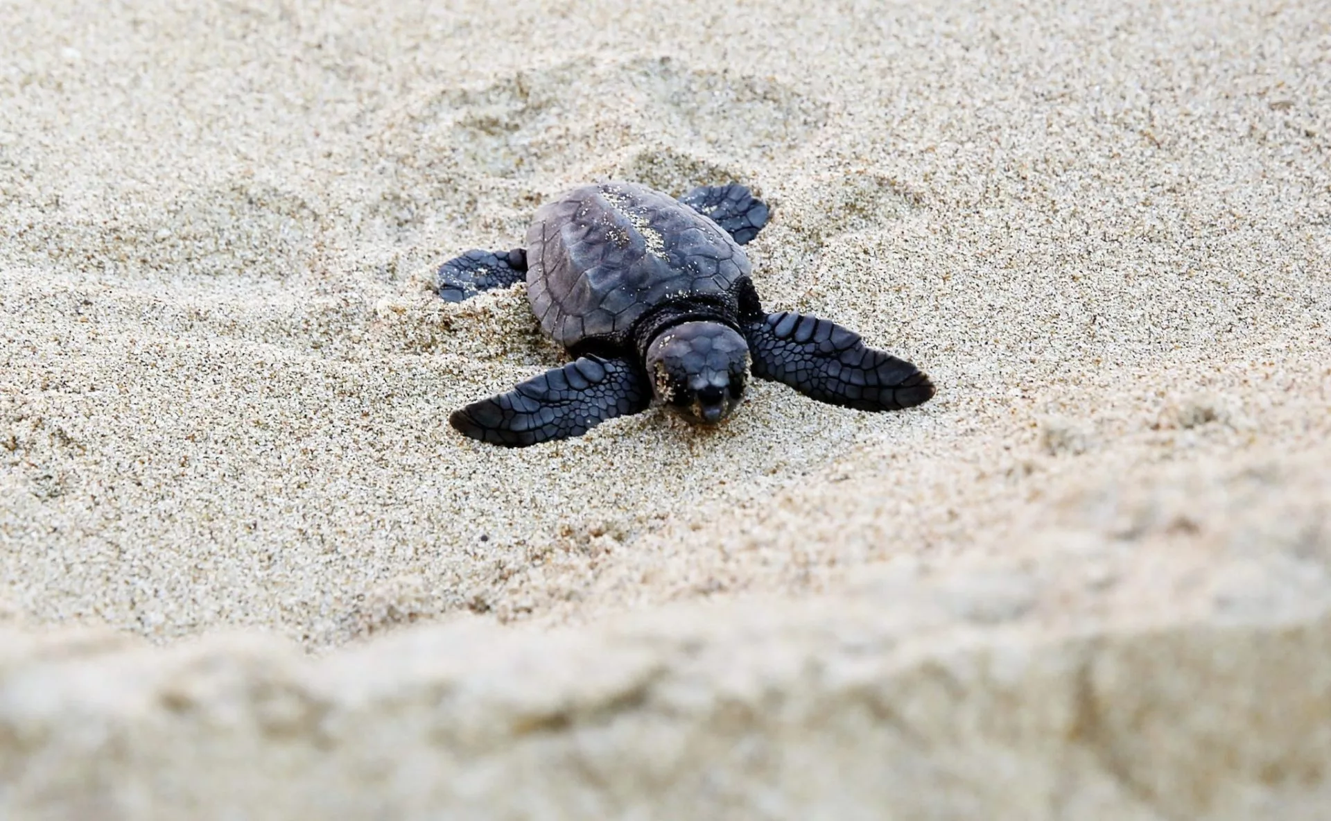 Liberación de Tortugas Lora en Playa Miramar