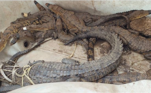 Preocupación por la presencia de cocodrilos cerca de escuelas en Tamaulipas