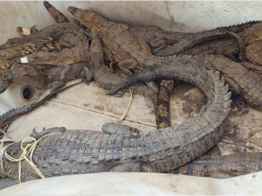 Preocupación por la presencia de cocodrilos cerca de escuelas en Tamaulipas