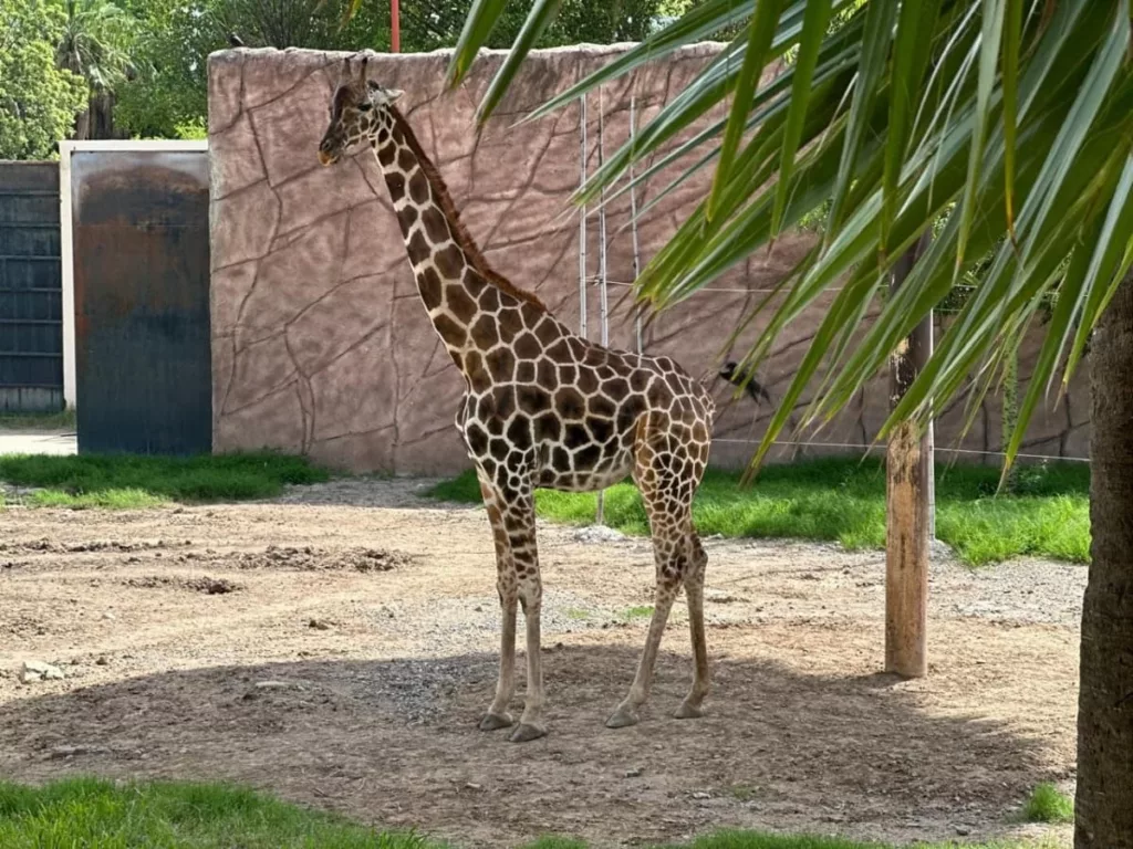 Nueva Jirafa Nace en el Zoológico Tamatán