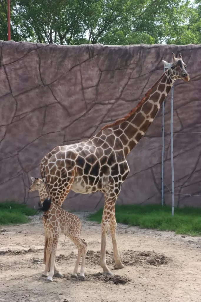 Nueva Jirafa Nace en el Zoológico Tamatán