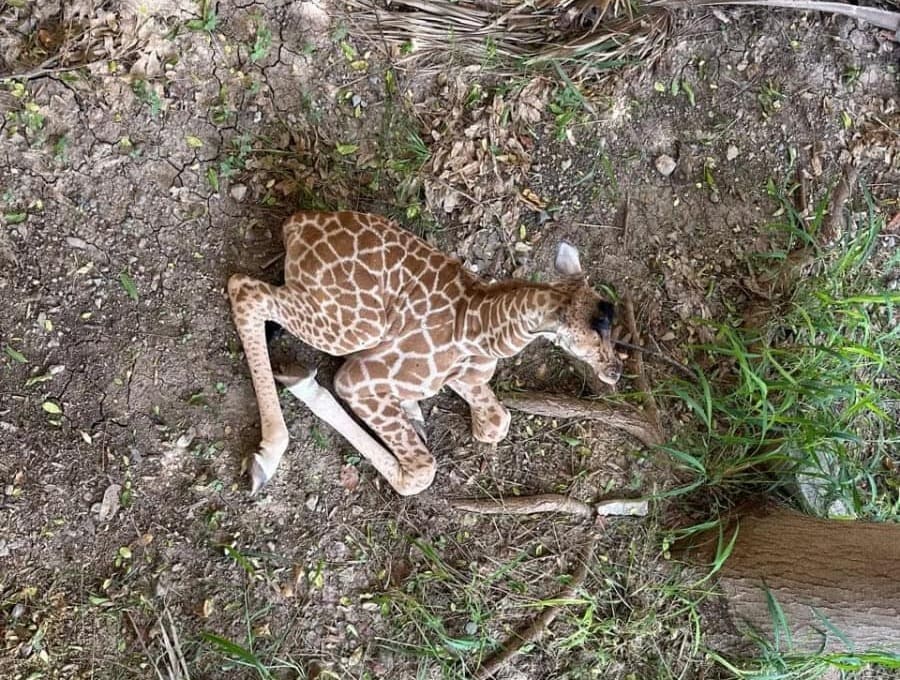 Decenas de Familias Visitan al Nuevo Integrante del Zoológico Tamatán