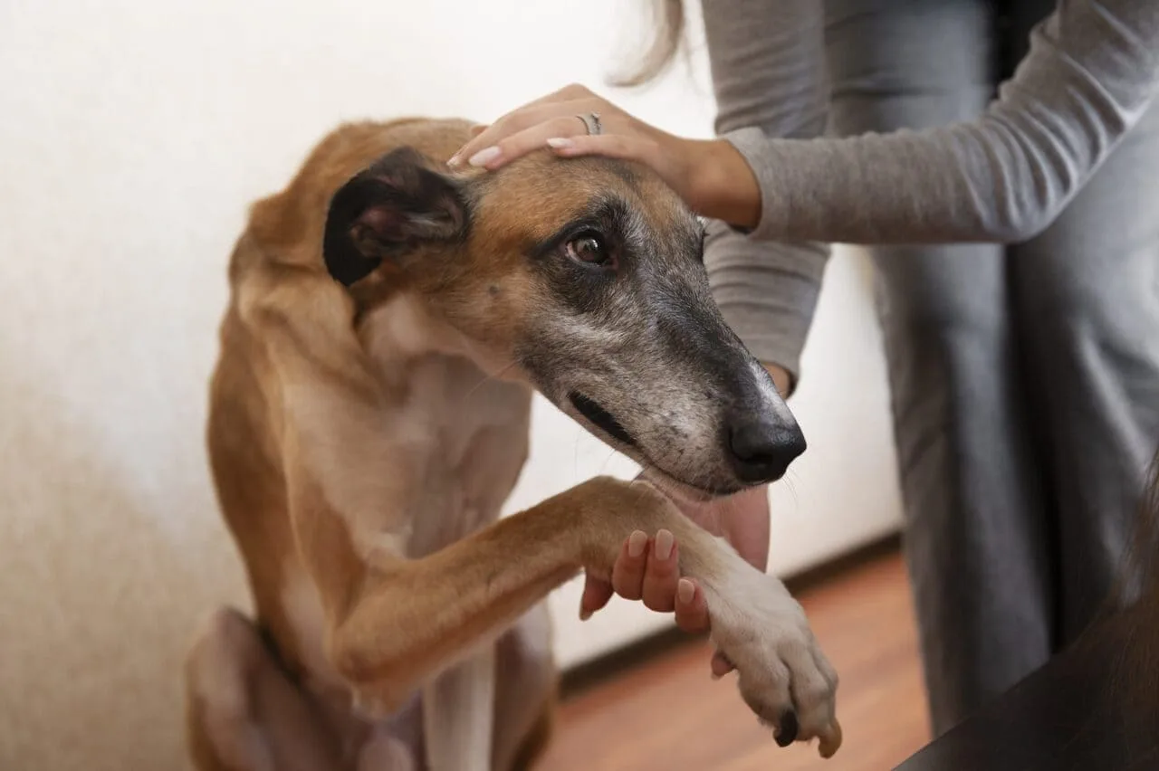 Por Brote de Parvovirus, Piden Vacunar Mascotas