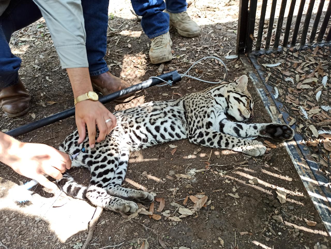 UAT realiza estudio para la protección del ocelote en Tamaulipas