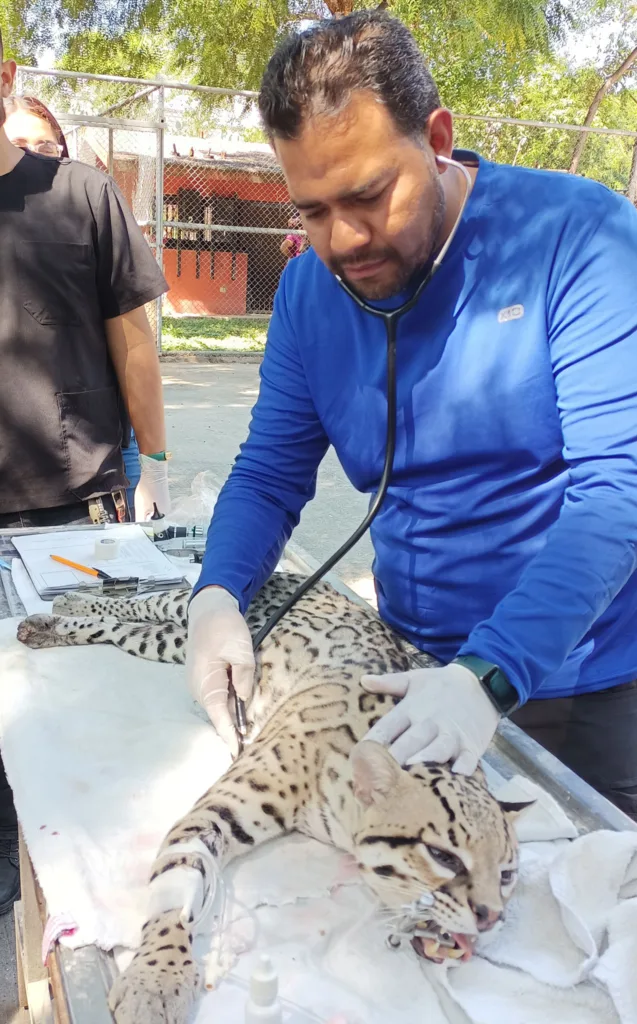 UAT realiza estudio para la protección del ocelote en Tamaulipas