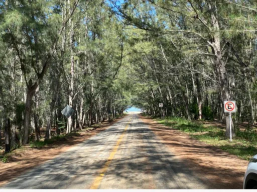 Playa Tesoro: Entrada Paradisíaca y Bosque de Pinos