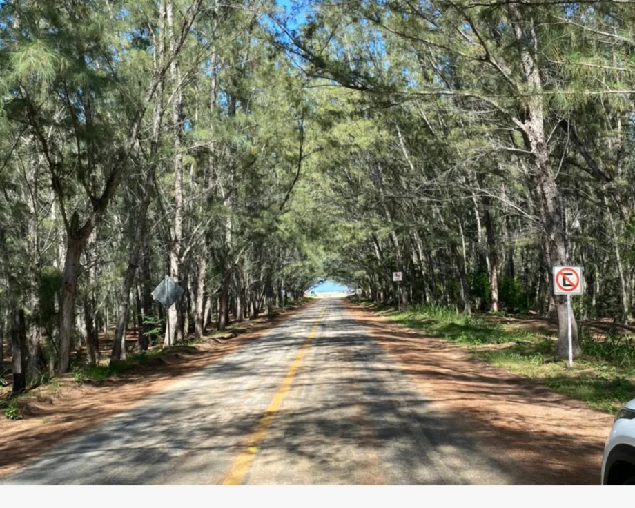 Playa Tesoro: Entrada Paradisíaca y Bosque de Pinos