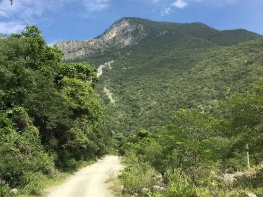 Reforestarán el Cañón del Novillo con 30 Mil Plantas Nativas