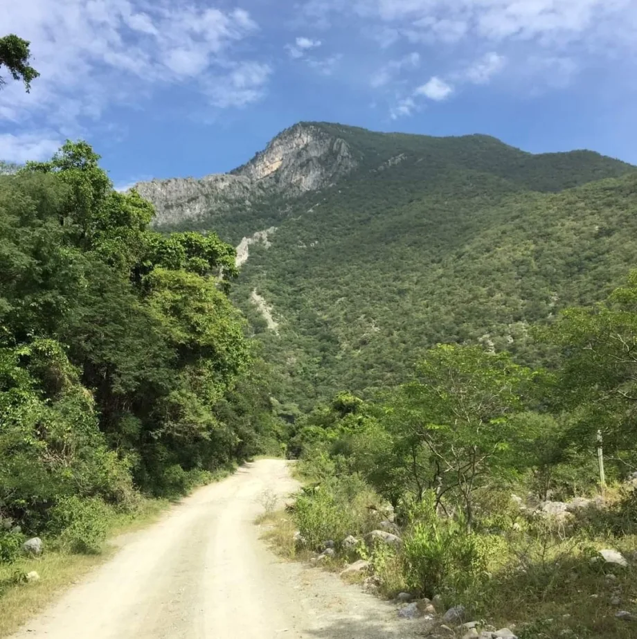 Reforestarán el Cañón del Novillo con 30 Mil Plantas Nativas