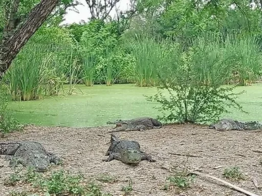 Capacitan en Tamaulipas para manejo seguro de cocodrilos