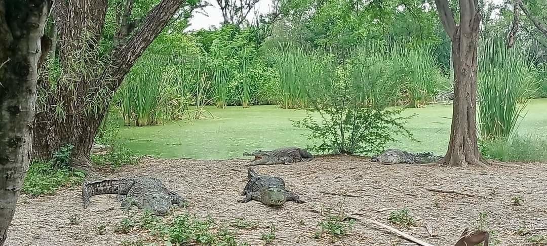 Capacitan en Tamaulipas para manejo seguro de cocodrilos