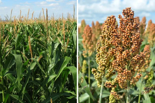 Tamaulipas impulsa la siembra de sorgo y maíz con entrega de semillas a productores