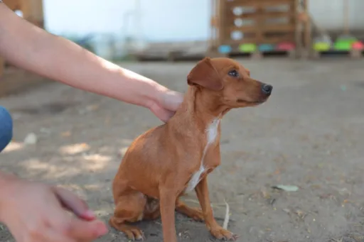 Aumentan sanciones por maltrato animal y promueven su cuidado