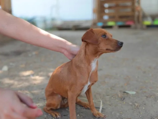 Aumentan sanciones por maltrato animal y promueven su cuidado