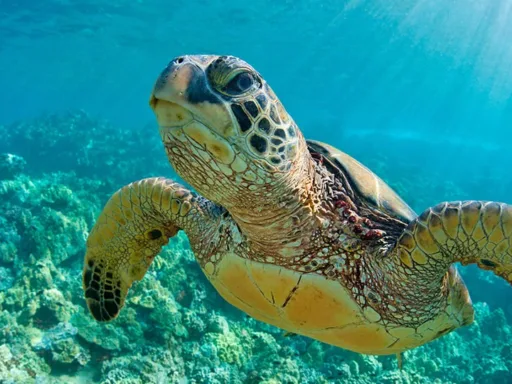 Captan una tortuga gigante en Playa Miramar: "¡Medía más de un metro!"