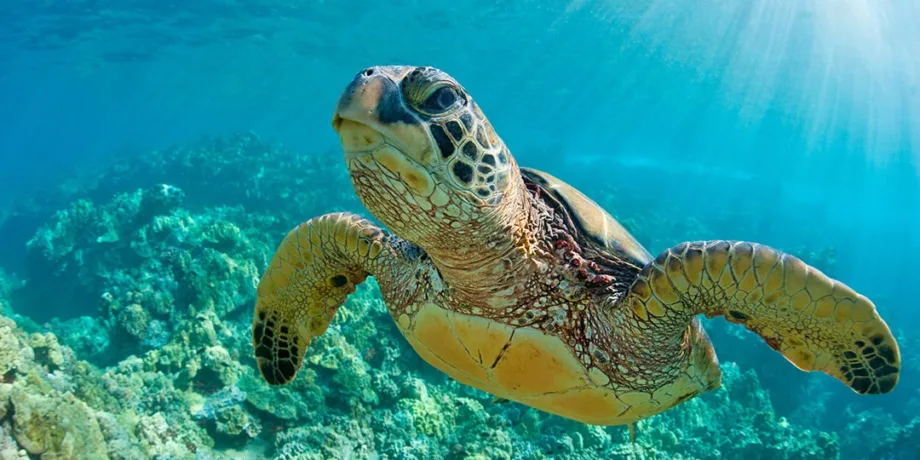 Captan una tortuga gigante en Playa Miramar: "¡Medía más de un metro!"