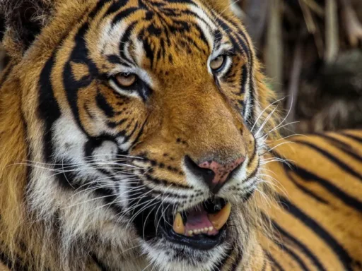 Tigre localizado en Reynosa será trasladado al Zoológico Tamatán