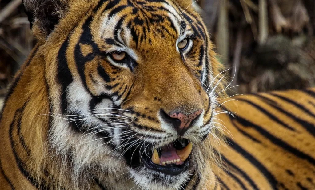 Tigre localizado en Reynosa será trasladado al Zoológico Tamatán