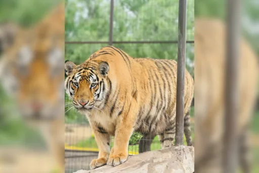 Tigre escapa de zoológico en Reynosa; Protección Civil emite alerta