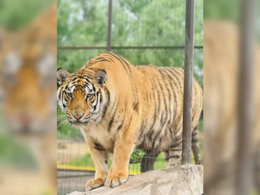 Tigre escapa de zoológico en Reynosa; Protección Civil emite alerta