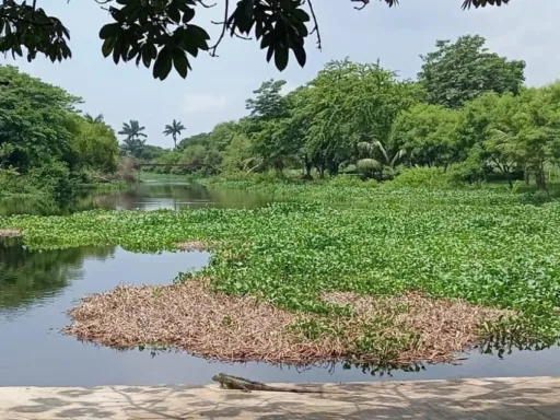 Crisis en el Sistema Lagunario de Tampico: Lirio acuático invade el 50% de las hectáreas