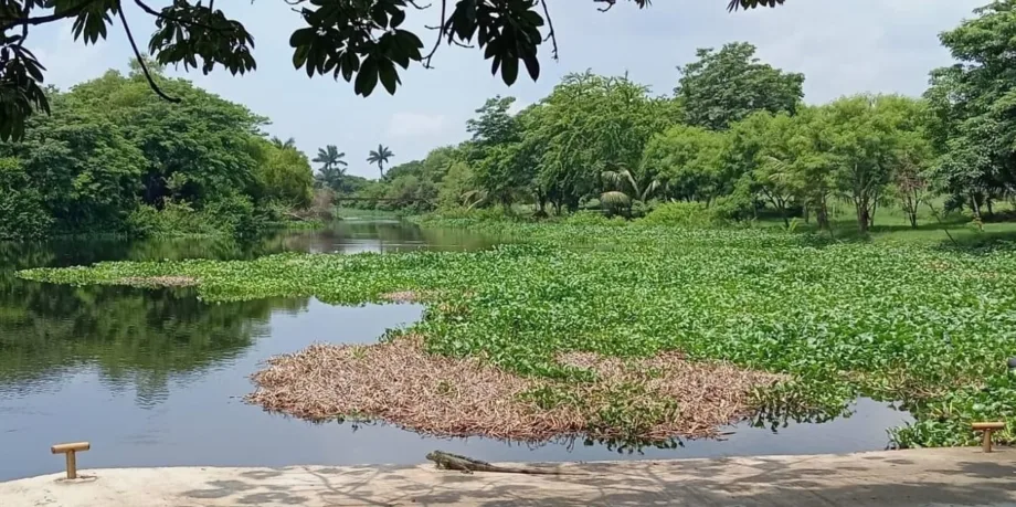 Crisis en el Sistema Lagunario de Tampico: Lirio acuático invade el 50% de las hectáreas