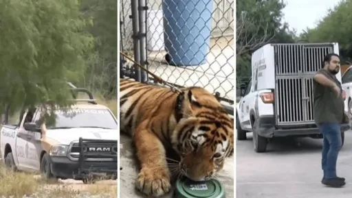 Continúa búsqueda del tigre siberiano en Reynosa