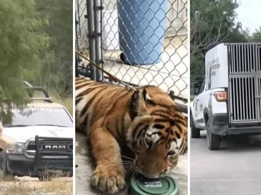 Continúa búsqueda del tigre siberiano en Reynosa