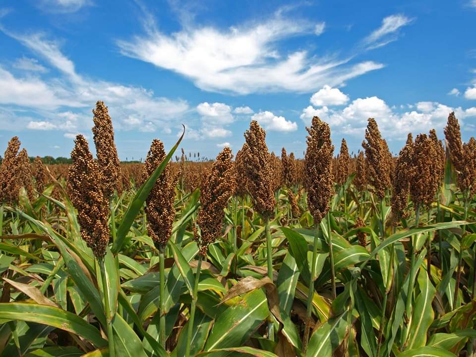 Crisis mundial impacta fuertemente al campo tamaulipeco