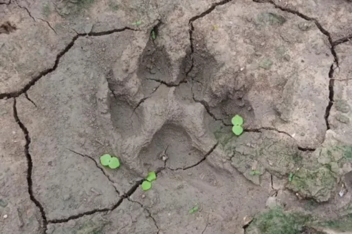 Ubican tigre fugado en Reynosa; sigue operativo para su captura