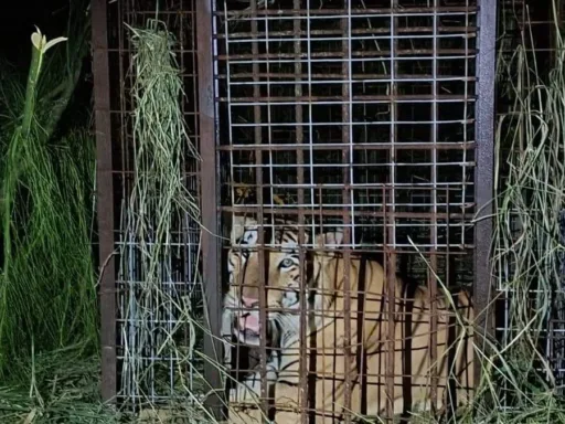 Operativo Exitoso en Reynosa: Capturan Tigre en Área Ejidal