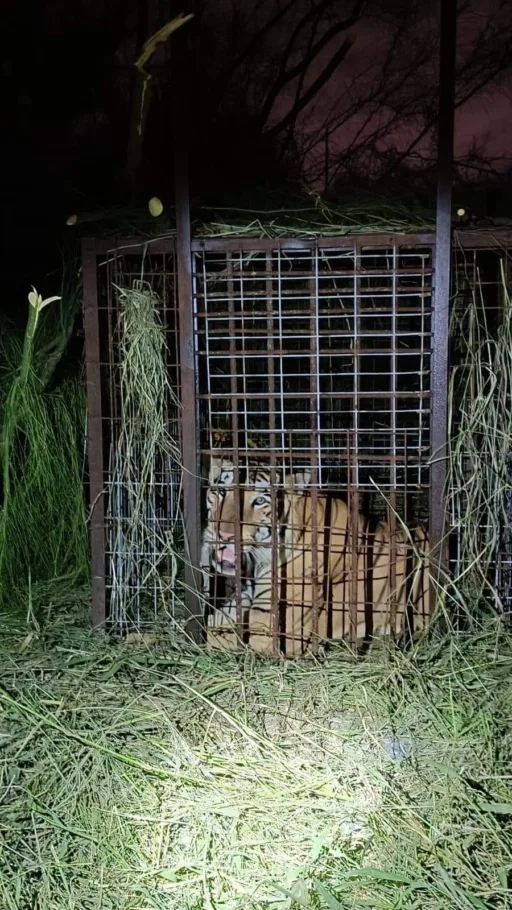 Operativo Exitoso en Reynosa: Capturan Tigre en Área Ejidal