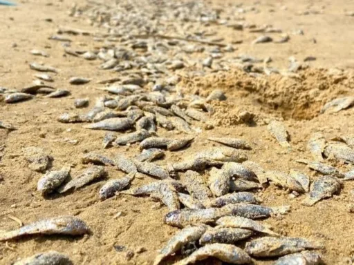 Miles de peces muertos aparecen en Playa Miramar tras marea alta