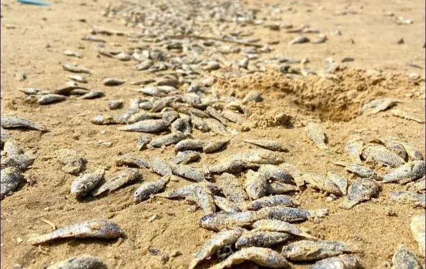 Miles de peces muertos aparecen en Playa Miramar tras marea alta