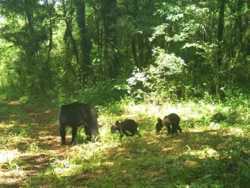 Descubren familia de osos negros en la Biosfera El Cielo, Tamaulipas