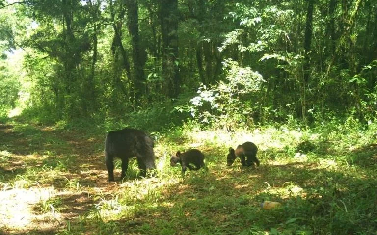 Descubren familia de osos negros en la Biosfera El Cielo, Tamaulipas